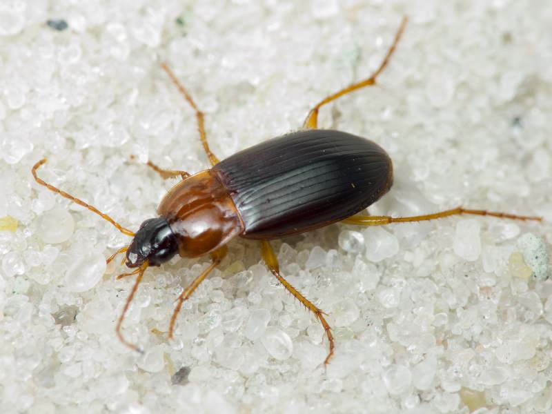Carabidae Latreille, 1802